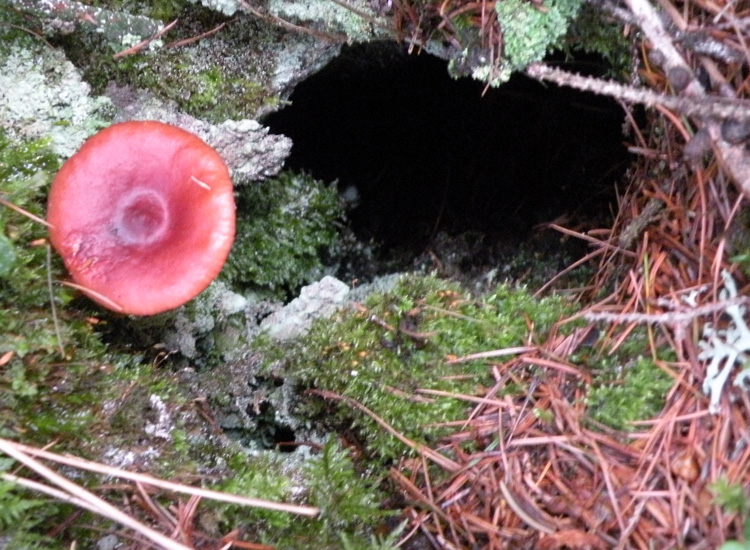 Clitocybe sinopica?